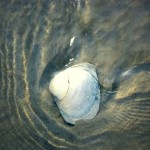 Seashell in the Surf