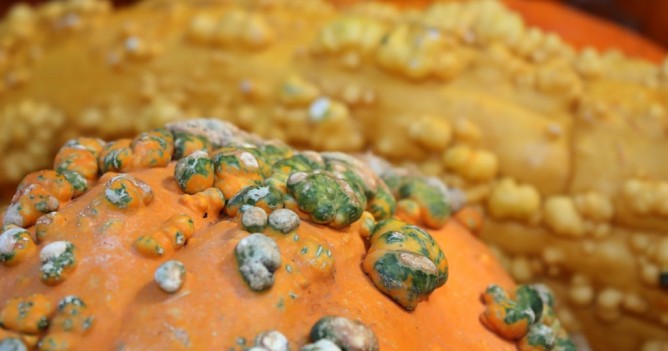 Pumpkin Closeup