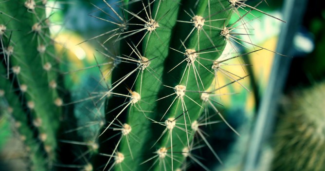 Cactus